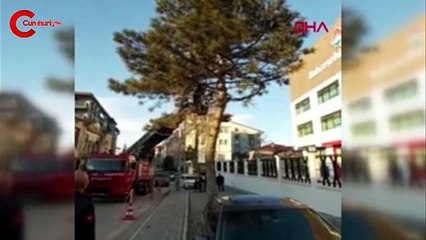 Ağaçtaki kedi, yürüyen çocuğun üzerine atladı