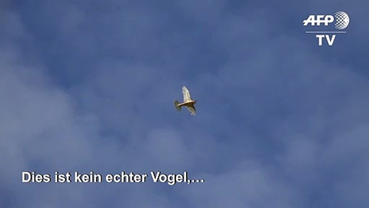 Testflug mit einer Roboter-Taube