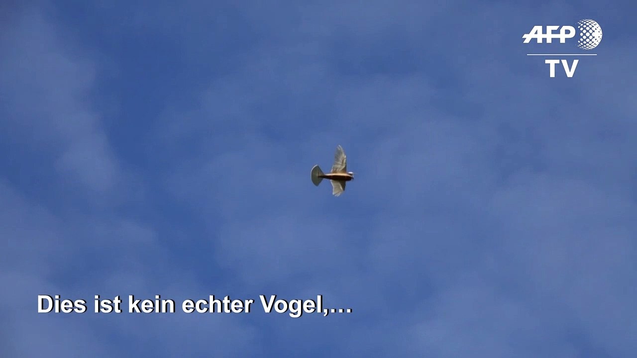 Testflug mit einer roboter-taube