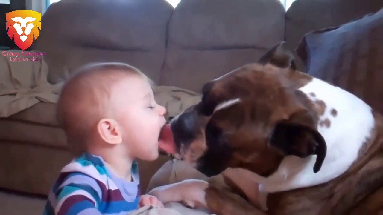 Funny Dogs Kissing Babies- Funny Baby Compilation Video