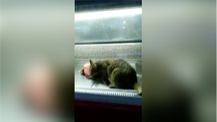 قطة داخل ثلاجة جمعية استهلاكية تثير استياء مواطني الإسكندرية