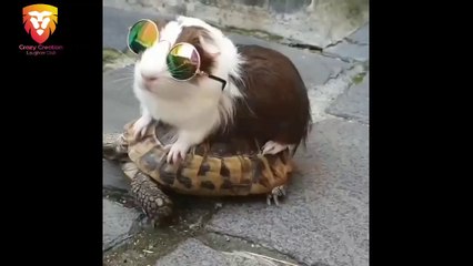 Baby Animals  Funny Cats and Dogs Videos Compilation (2019)