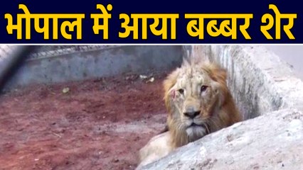 Bhopal के  Van Vihar में दो बब्बर शेर  का Pair आया, देखिए Video | वनइंडिया हिंदी