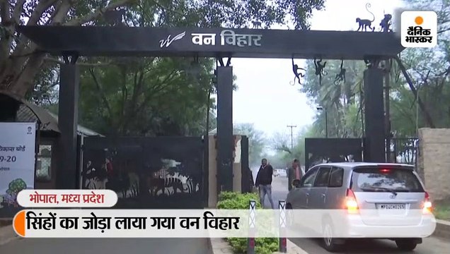 सिंहों का जोड़ा लाया गया वन विहार