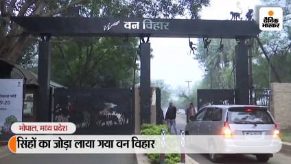 सिंहों का जोड़ा लाया गया वन विहार