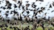Veteriner Hekimler Odası vatandaşları uyardı: Ölü kuşlara sakın dokunmayın