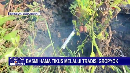 Mengenal Tradisi Gropyok, Tradisi Pengusir Hama dari Cirebon
