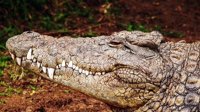 Woman Fined $53K for Feeding Alligators, Attracting Vultures to FL Housing Community