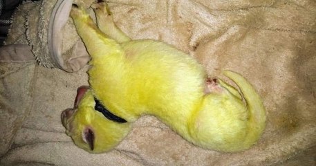 Cette femelle berger allemand a donné naissance à un chiot... jaune fluo