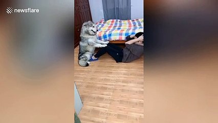 Alaskan Malamute helps owner do sit-ups