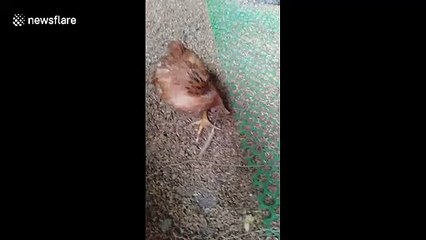Chicken starts twisting its neck round and upside down at unnatural angles