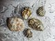 How to Talk About Oysters Like You Know What You're Talking About
