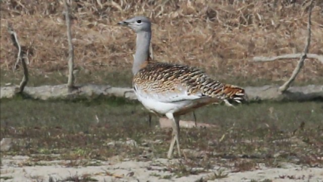 만경강 일대서 천연기념물 '느시' 발견 / YTN