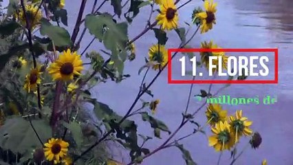 Los 12 apellidos más comunes de México