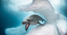 Ces photos récompensées au concours « Ocean Art » sont de toute beauté