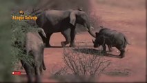 Animales Pelean. Rinoceronte vs Elefante y León. Rhino Attack Elephant