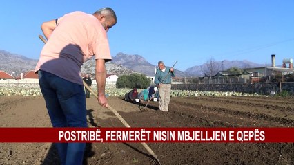 POSTRIBË, FERMERËT NISIN MBJELLJEN E QEPËS