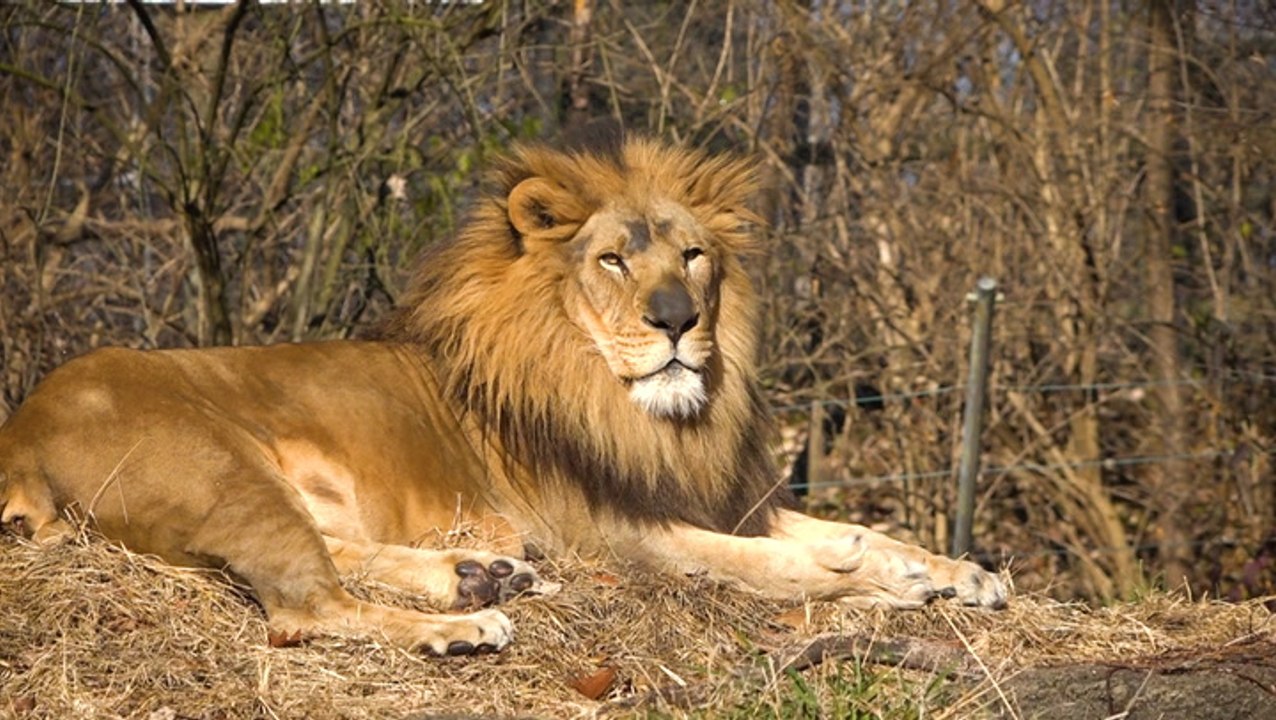 Winter's impact on animals at the zoo