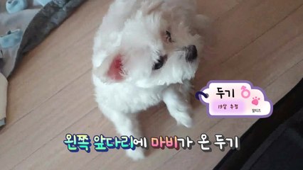 [설채현의 왜 이러는 개냥] "노령 반려견 마비올 땐 어떻게?" / YTN