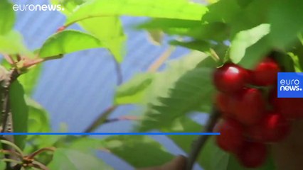 Nine things Davos 2020 is doing to be carbon-neutral