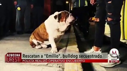 Rescatan a 'Emilio', el perrito bulldog robado en la Roma