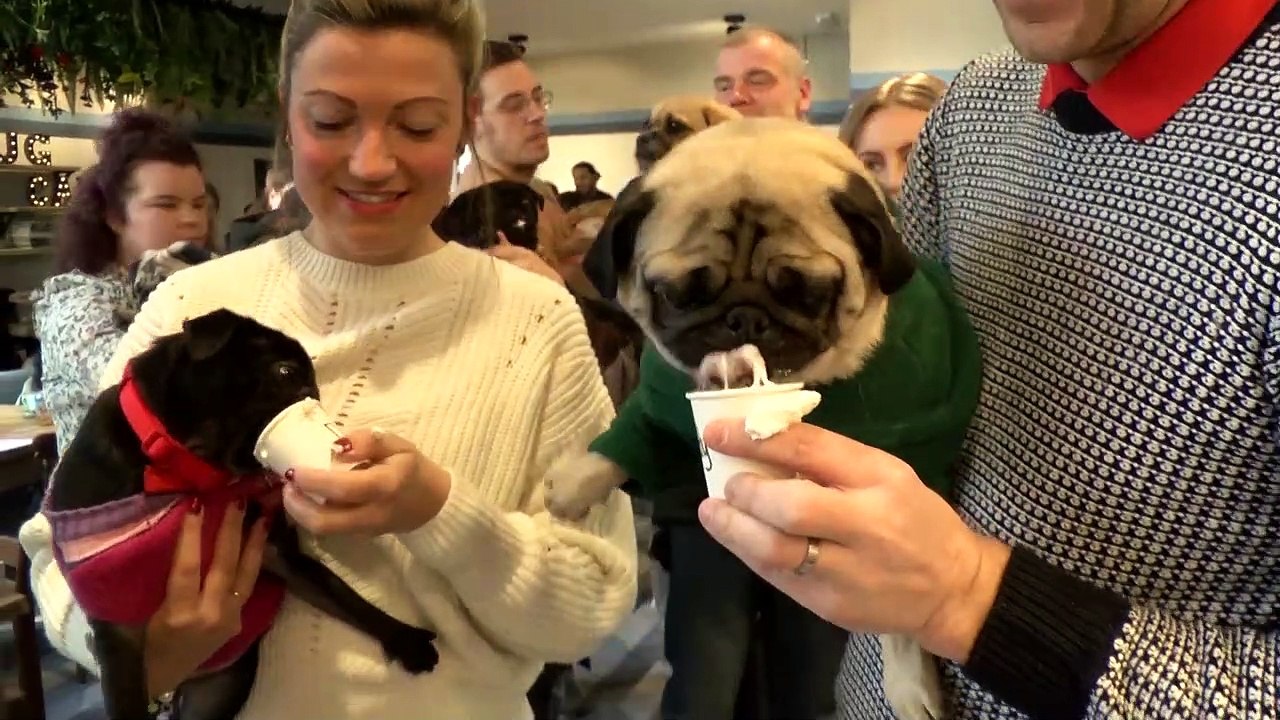 Valentines Day Pug Cafe!