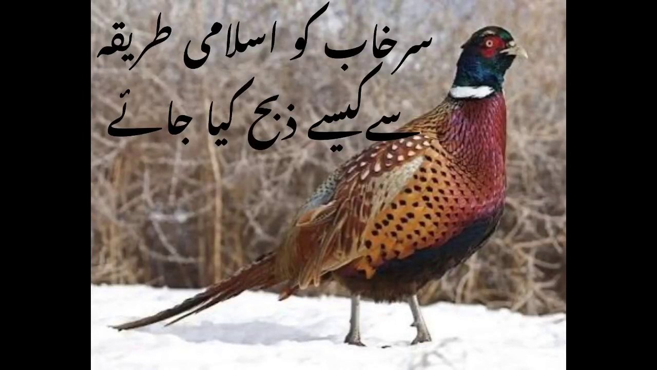 How to Butcher and Clean Ring-Necked Pheasant Male in 2020 by Farming With Hobby