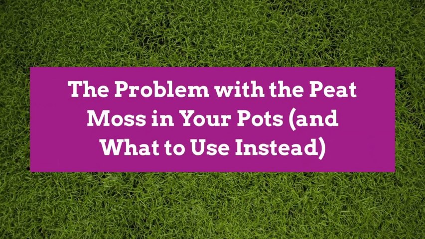 The Problem with the Peat Moss in Your Pots (and What to Use Instead)