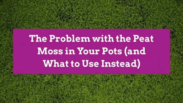 The Problem with the Peat Moss in Your Pots (and What to Use Instead)