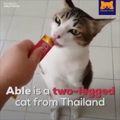 Able the Two-Legged Cat Proves Handicaps Can Be Overcome?