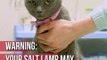 Himalayan Salt Lamps Can Kill Cats Due to Salt Poisoning!
