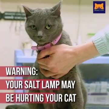 Himalayan Salt Lamps Can Kill Cats Due to Salt Poisoning!