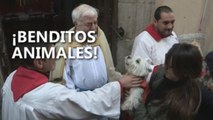 Las mascotas celebran San Antón