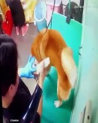 [Backup] 大埔翠怡花園C座地下4A鋪 御犬舍 虐狗 2