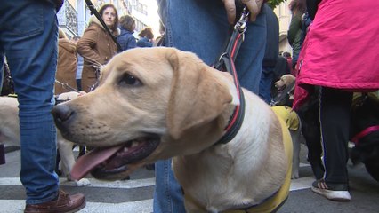 Download Video: Madrid celebra San Antón con los animales como únicos protagonistas