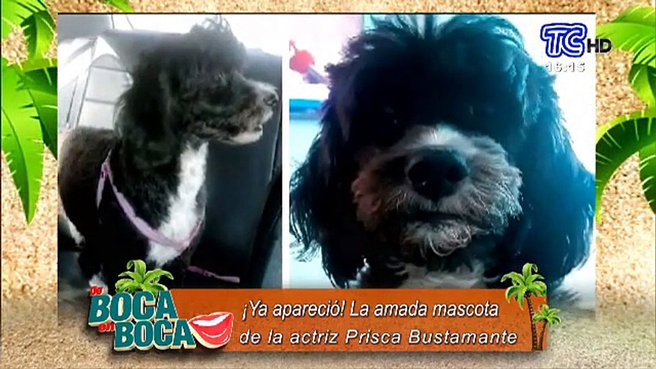 La amada mascota de la actriz Prisca Bustamante ya se encuentra en sus manos
