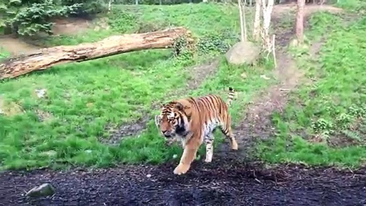 Les tigres aussi aiment se faire des petites blagues entre eux