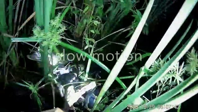 Il libère un alligator piégé par un python dans les marais de Floride