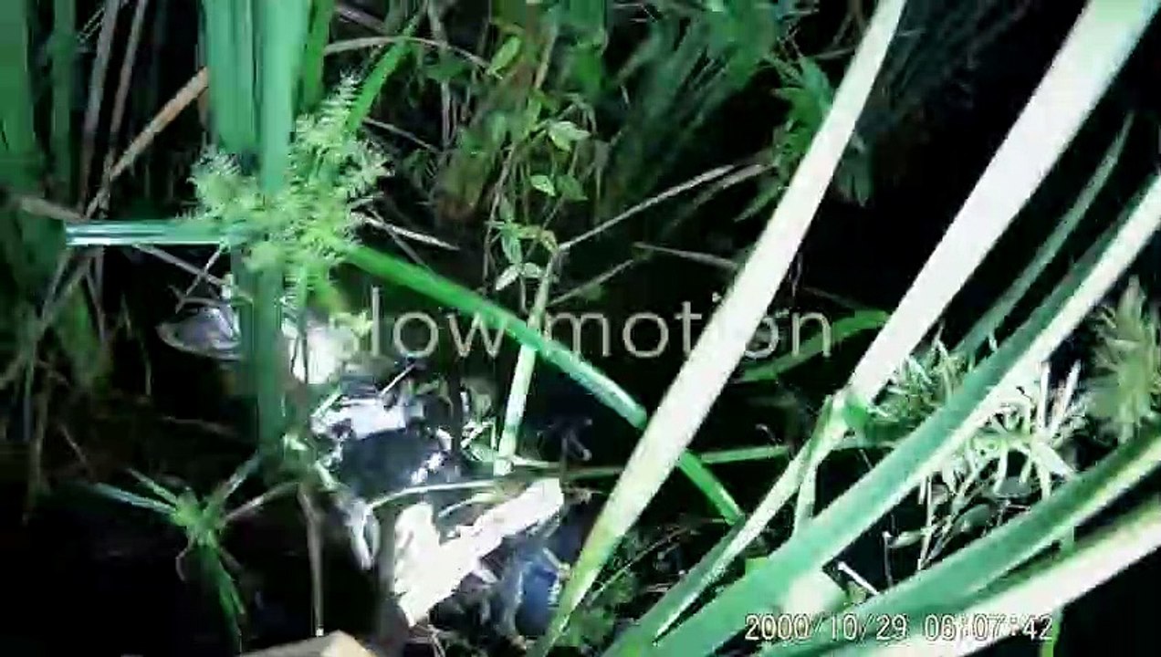 Il libère un alligator piégé par un python dans les marais de Floride