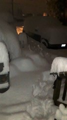 Doggo Peeks from Deep Snow during Outside Break