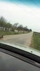 Mail Carrier is a Dog Magnet