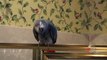 This talking parrot uses actual alliteration to form original phrases