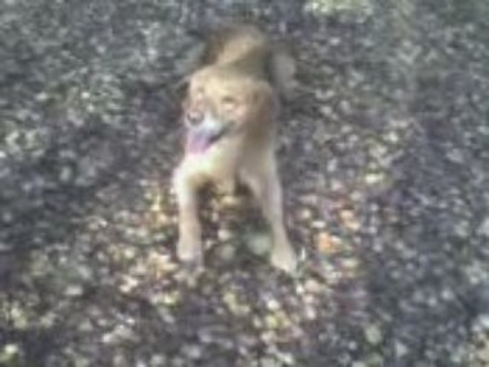 Simba' balle