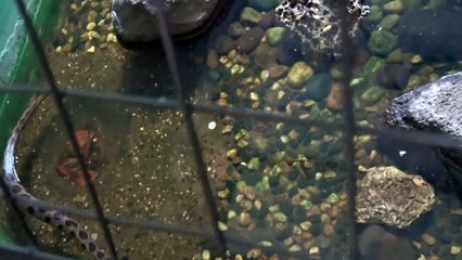 Russell Viper (घॊणस) a species of venomous snake ( 1080 X 1080 )