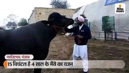 15 क्विंटल है 4 साल के भैंसे का वजन, हर महीने खूबसूरती पर खर्च होते हैं 10 हजार रुपए; 5 लाख फैन्स