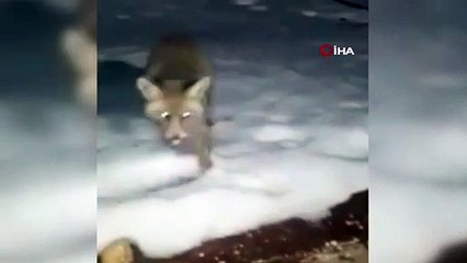 Aç kalan tilki mermer ocağına indi