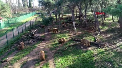 Bursa kış uykusuna yatmayan ayılar için özel beslenme programı