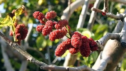 İzmir'de dut ağacı kış ortasında meyve verdi