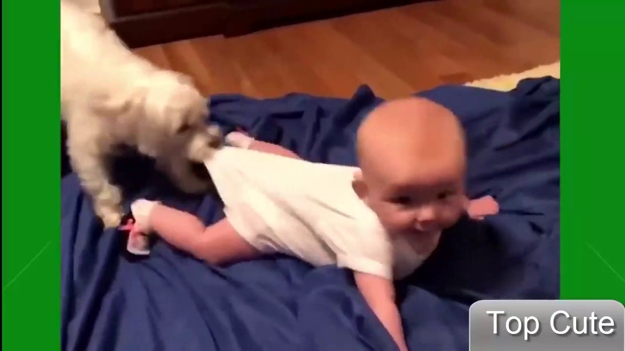 2019 犬や猫と遊ぶかわいい赤ちゃん - おかしい赤ちゃんコンピレーション