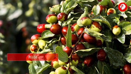 Top 12 Fruits of Swat Valley | Switzerland of the East | Azmaray |